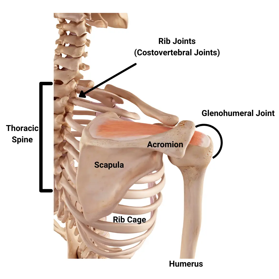  We can’t talk about the shoulder without also talking about the scapula, ribs, and thoracic spine. 
